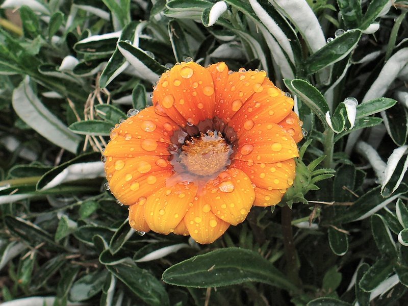 Flower After The Rain