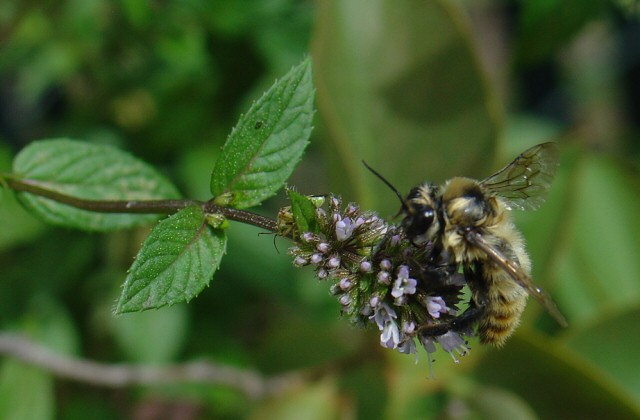 Honeybee on Chocolate Mint Plant