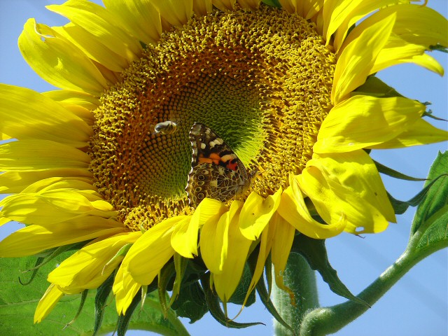 Bee Attacking Butterfly