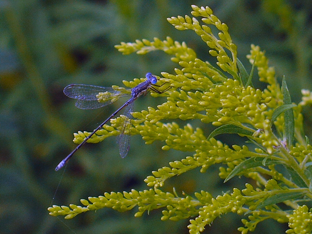 Damsel Fly