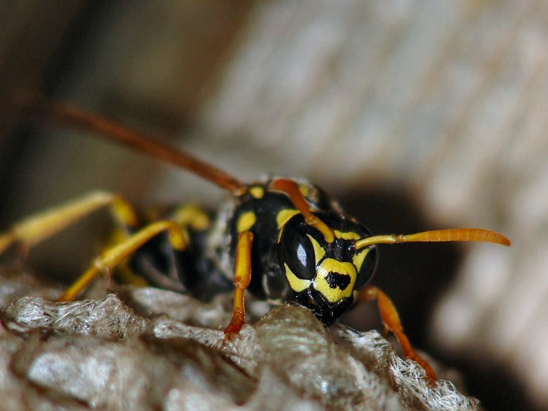 Umbrella Wasp At Work