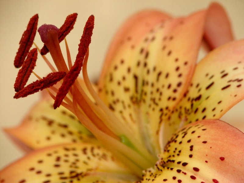Asiatic Lily