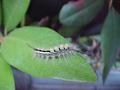 Caterpillar