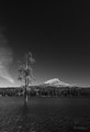 Mt Baldy