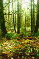 a forest