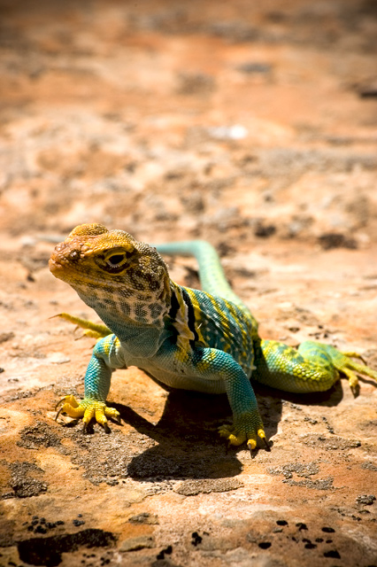 Collared Lizard