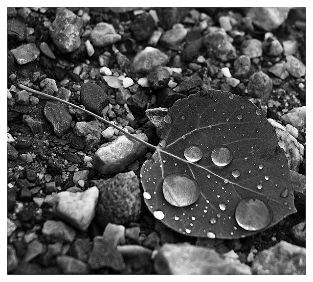f a l l e n - b/w