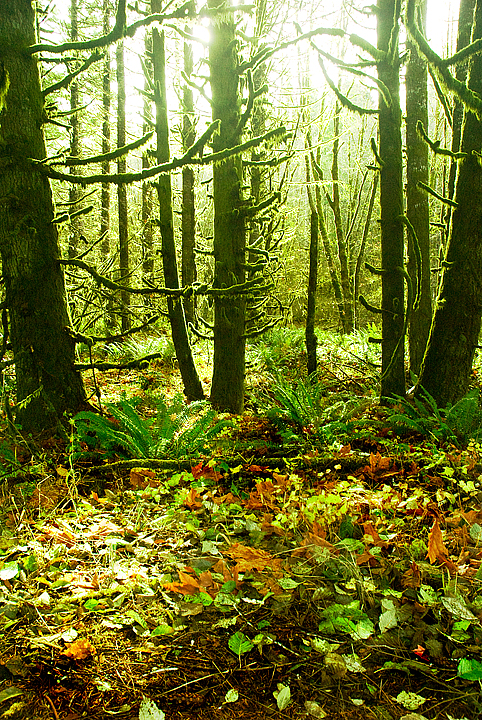 a forest