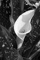 Single Calla