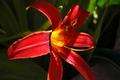 Lily of Fire
