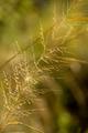 Golden River Grass