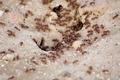 Ants!