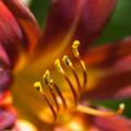 Lily in Detail