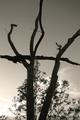 Fallen Branch in Sepia