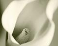 White Calla
