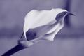Calla Lily in Blue