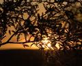 Mesquite at Sunset