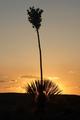 Yucca at Sunset