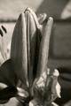 Birth of a Stargazer
