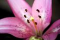 Painted Stargazer