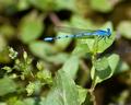 Blue Damselfly