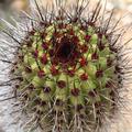 Spiny Cactus