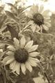 Sunflowers in Sepia
