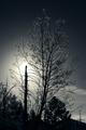 Sun Behind the Trees