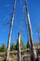 Barren Trees