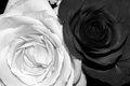 Anniversary Roses