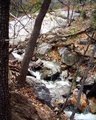 Stream through the Trees