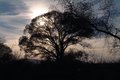 Sun Behind Tree