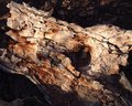 Fallen Tree at Sunset