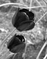 Red Tulips in Black and White