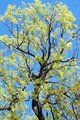 Spring Tree