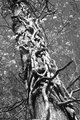 Vine-covered Tree