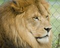 King of the Jungle