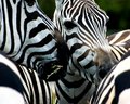 Zebras Lunching