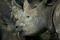 Rhino Snacks