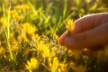 A Flower for Mommy