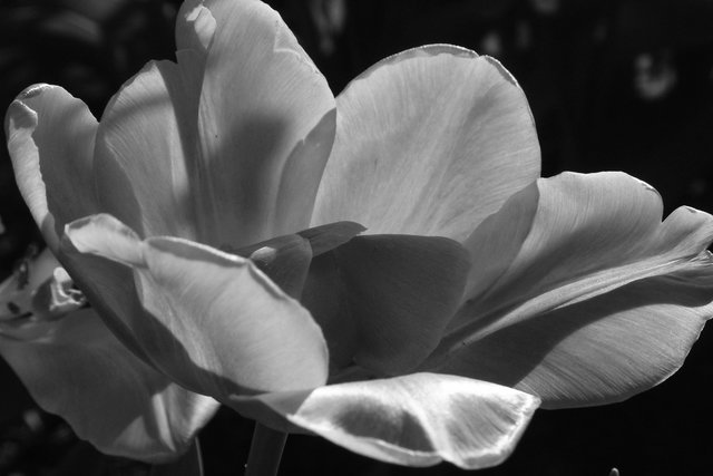Tulip in Full Bloom