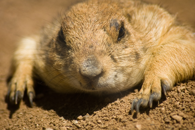 Lazy Prairie Dog