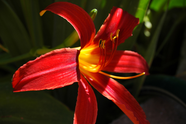 Lily of Fire