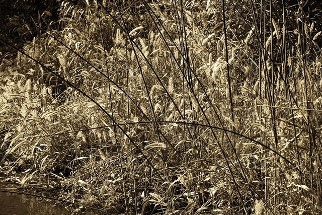 River Grass in Sepia