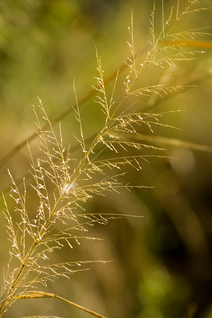 Golden River Grass