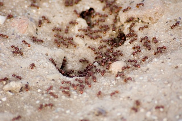 Ants!