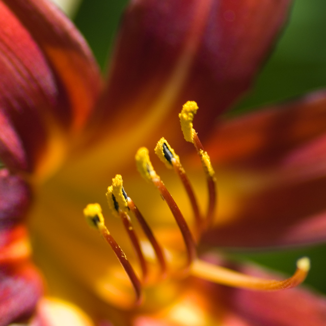 Lily in Detail