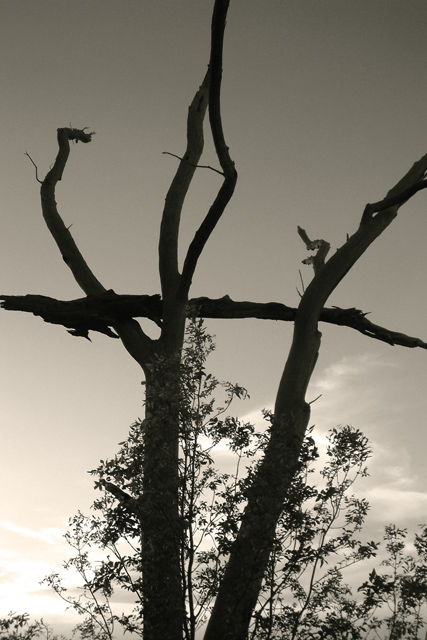 Fallen Branch in Sepia