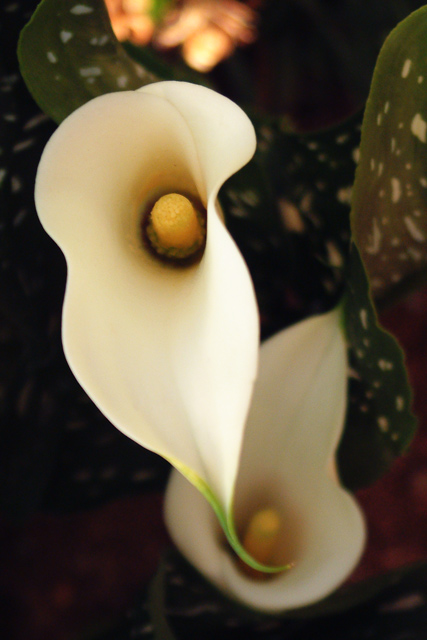 Calla Lilies