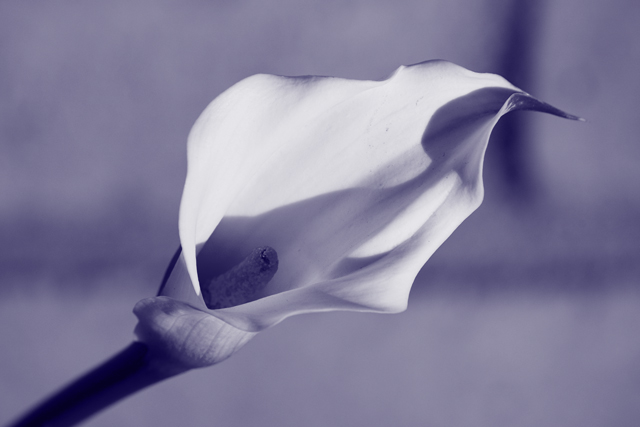 Calla Lily in Blue